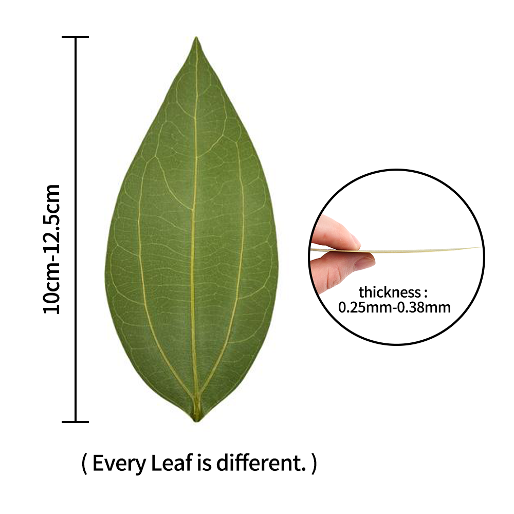 DIY Leaves for Laser Engraving - Industrial Laser Cutting Machine review and price
